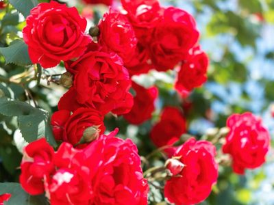 Si las hojas de tus rosas se llenan de manchas negras esto es lo que tenés que hacer si no querés que muera tu planta