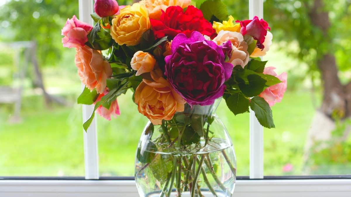 Rosas. Fuente: (Instagram)