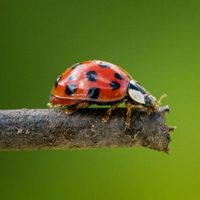 No los matés: 3 insectos a los que muchos temen, pero que son beneficiosos para tu jardín