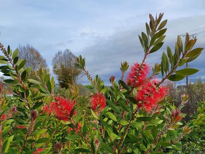 Flores de temporada: qué plantar en abril para lograr un jardín lleno de vida en verano