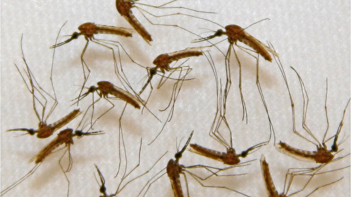 Aedes aegypti, el vector de la enfermedad
