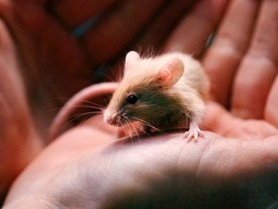 Hombre entrega casi mil ratones a un refugio de animales