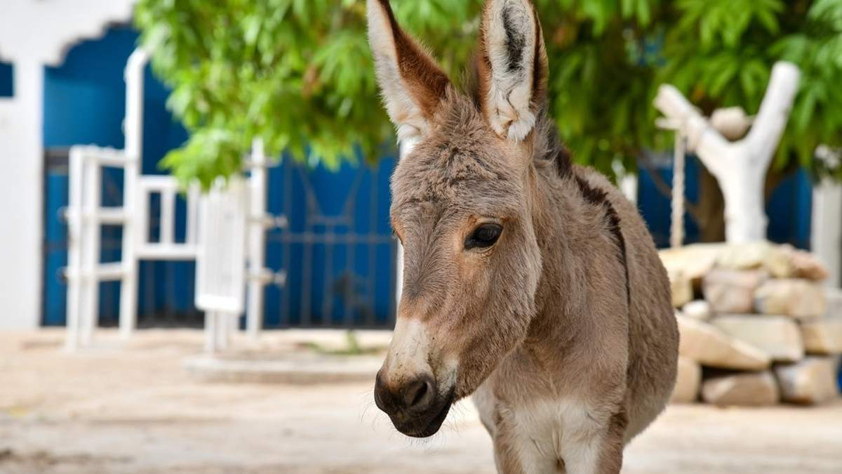 China sacrificó 6 millones de burros por el colágeno