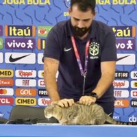 Por arrojar a gato, Confederación Brasileña de Futbol fue demandada; exigen multa
