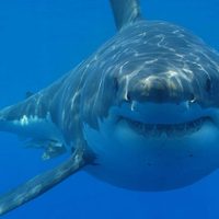Una especie de tiburón podría haber contribuido a la extinción del histórico megalodón