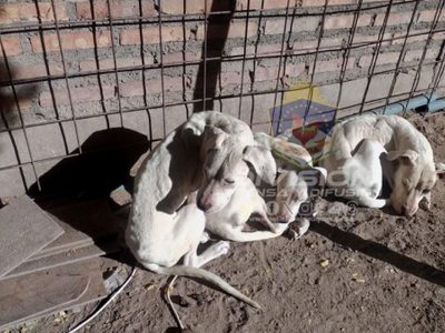 Investigaban la agresión contra un hombre y rescataron a tres dogos víctimas de maltrato animal