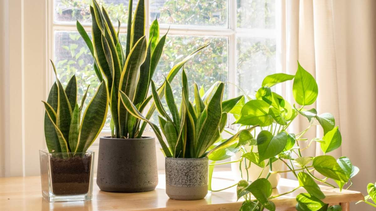 Plantas de interior. Fuente: (Instagram)