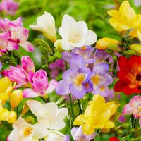 Ni rosas ni margaritas: la planta favorita de las abuelas que necesita pocos cuidados para llenar tu jardín de flores