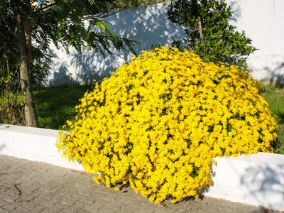 La planta de hermosas flores que realza tu jardín y que soporta los fríos más duros del invierno