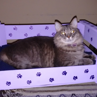Si encontrás un cajón de verdulería plástico, guardalo: creá esta hermosa camita para tu mascota