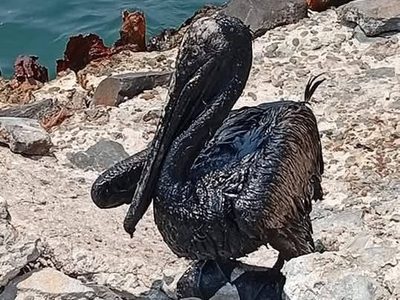 La contaminación ambiental de Pemex