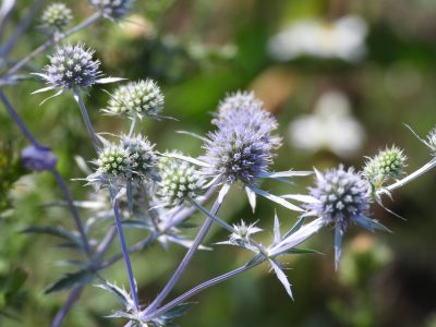 La planta nativa que crece en bajos y humedales y que podés trasplantar en tu jardín para que quede hermosa