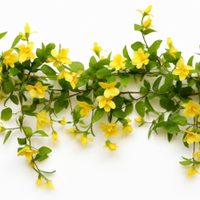 Fáciles de cuidar y mantener: las plantas trepadoras con flores más lindas para tener en tu casa