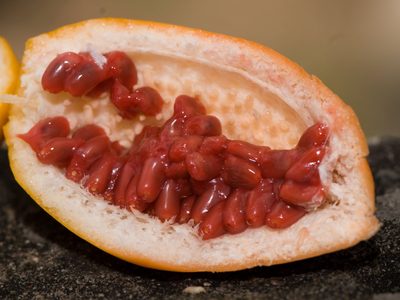 La fruta que crece gratis en la calle con la que podés hacer la salsa criolla en conserva más deliciosa
