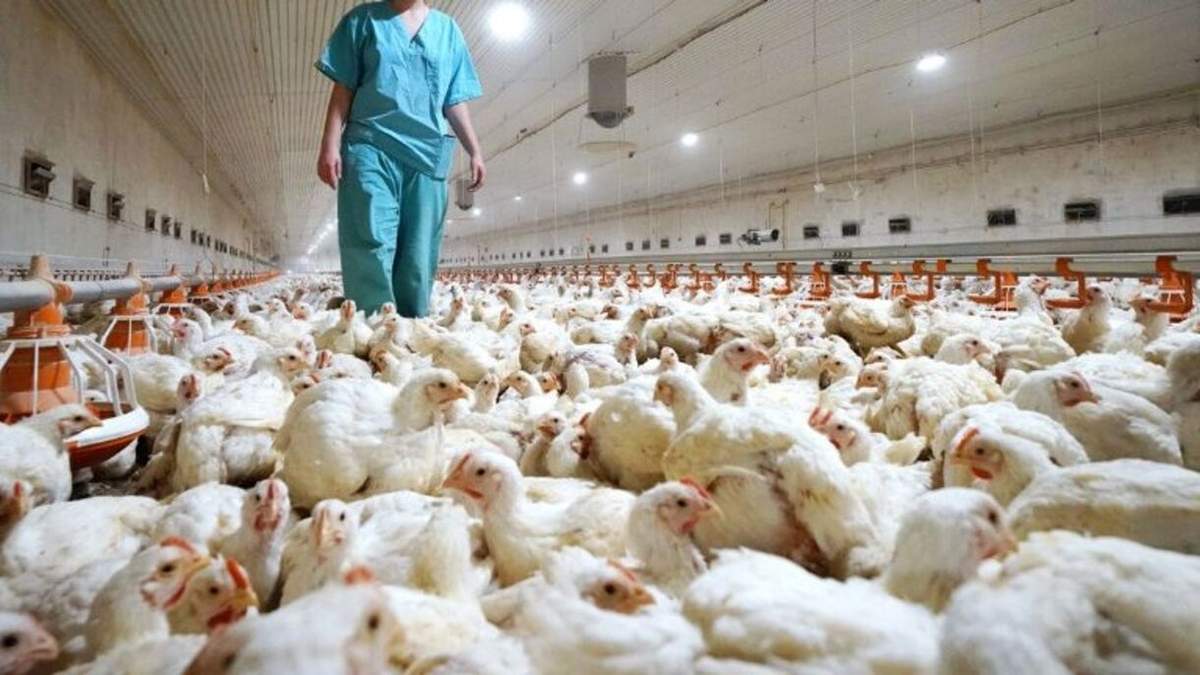 Neuquén detectó 3 casos de gripe aviar hasta el momento. Fuente (Diario el Sol)