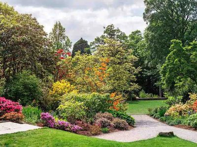 A prueba de principiantes: 3 árboles con flores divinas y fáciles de cuidar que son perfectos para decorar tu jardín