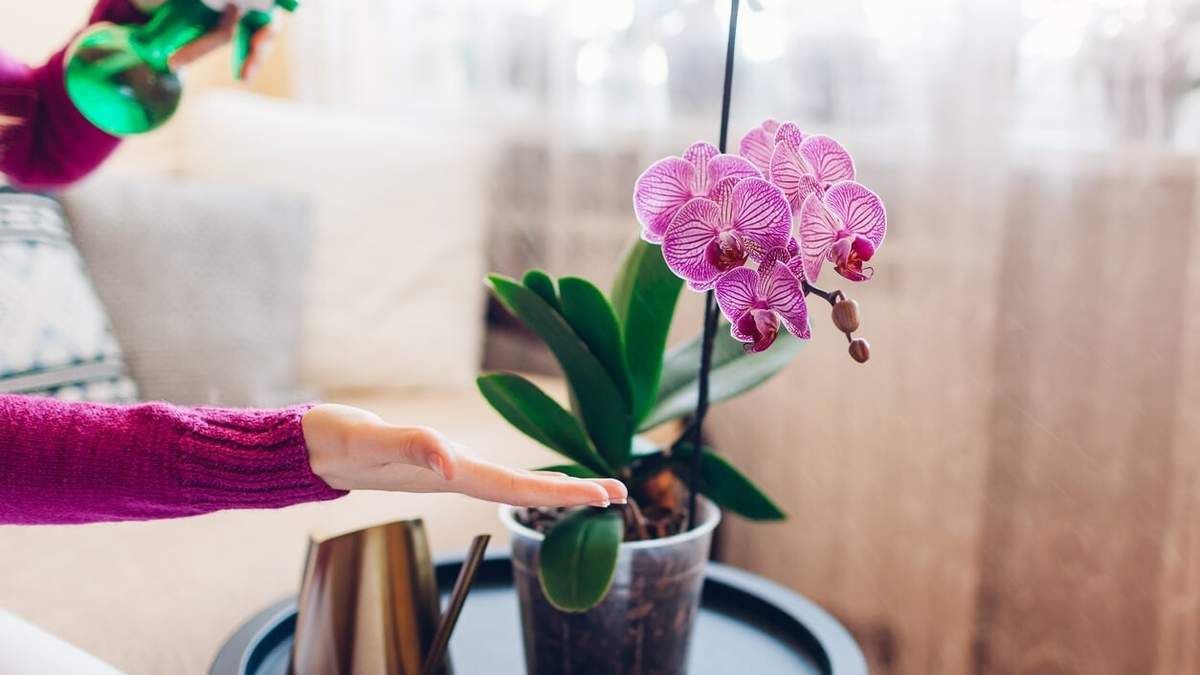 Orquídeas. Fuente: (Instagram)
