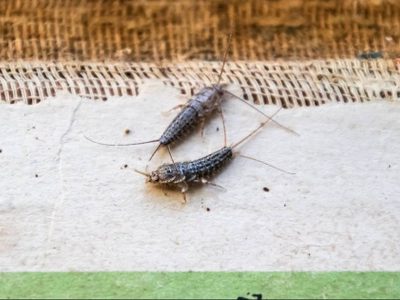 Terminá para siempre con los insectos de la humedad en tu casa con este sencillo truco y sin gastar de más