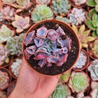 Cuáles son las mejores suculentas para decorar ambientes interiores
