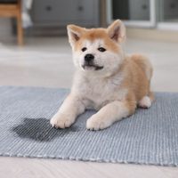 Sin químicos: el truco para que tu mascota deje de ensuciar por toda la casa