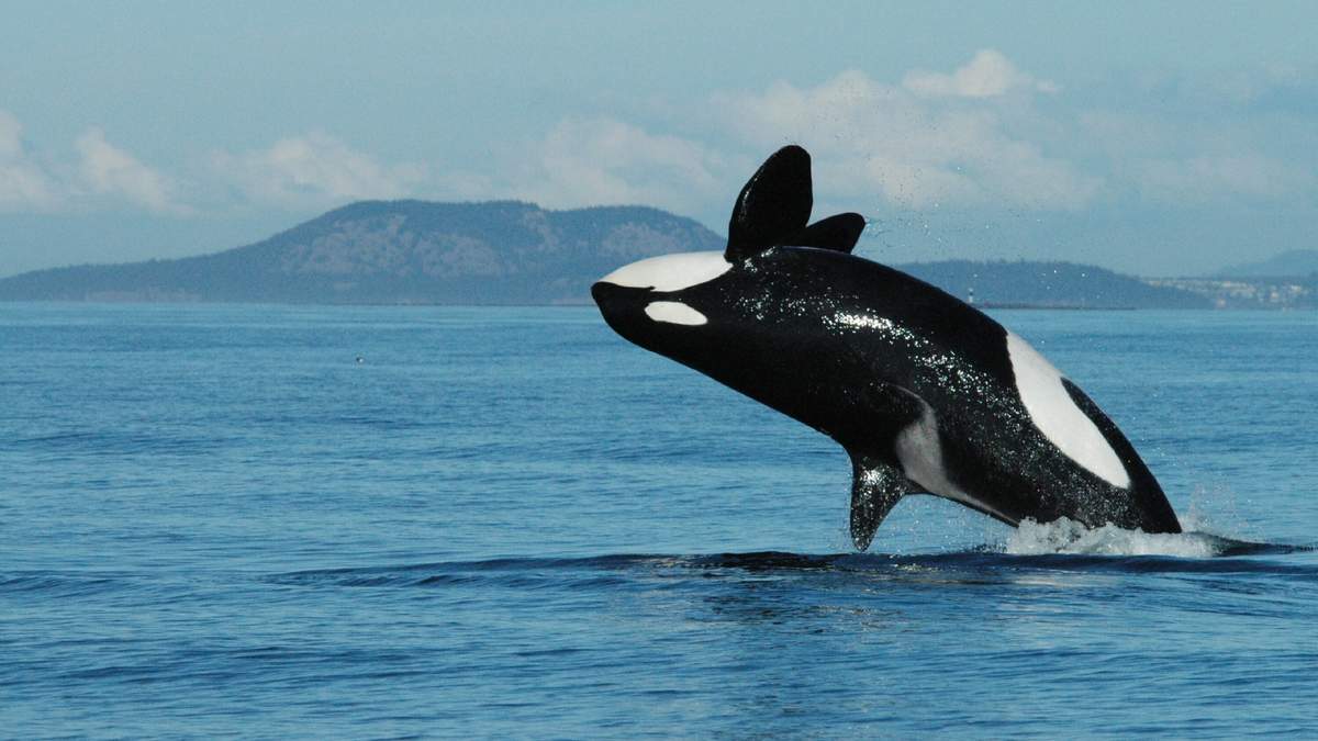 Orca. Fuente: (Twitter)
