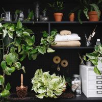 5 plantas de interior que disfrutan estar a oscuras
