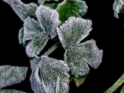 Por qué tenés que mojar tus plantas antes de las heladas si no querés que se mueran