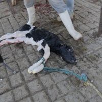 Muestran la crueldad a la que son sometidas las vacas para producir leche en México (Video)