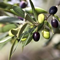 Con las aceitunas que comprás en el súper, tené tu propia planta con esta técnica de cultivo muy efectiva.