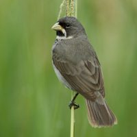 Curiosidades sobre el corbatita: el ave que cautiva con su canto en los pastizales