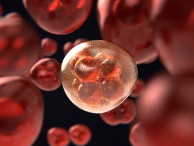 Investigadores usarán nanoanticuerpos para combatir infecciones por hongos a niños con cáncer