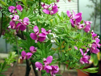 La planta de pocos cuidados, fácil de cultivar y que regala las flores más hermosas durante todo el verano
