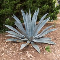 Los tips perfectos para cuidar tu suculenta Agave y que esté sana todo el año