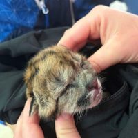 La cria de puma hallada en Ruta 40 continuará su recuperación en Fundación Bubalcó