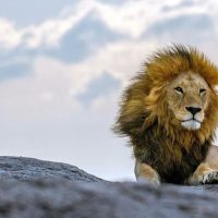 León devora a un hombre que saltó a su recinto para tomarse una selfie