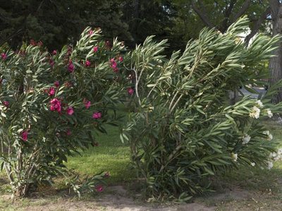 Emiten un nuevo alerta amarillo por nuevas nevadas y viento intenso en Neuquén