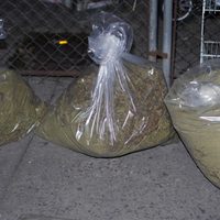 Autoridad asegura 350 kilogramos de marihuana en la alcaldía Venustiano Carranza