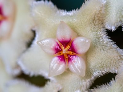 Clepia: cómo cuidar esta planta con flores de nácar