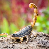 No sufras más: la forma efectiva y natural para ahuyentar a los alacranes de tu casa de una vez por todas