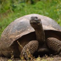 Nació la primera tortuga gigante de Galápagos albina: nunca se había visto un ejemplar así