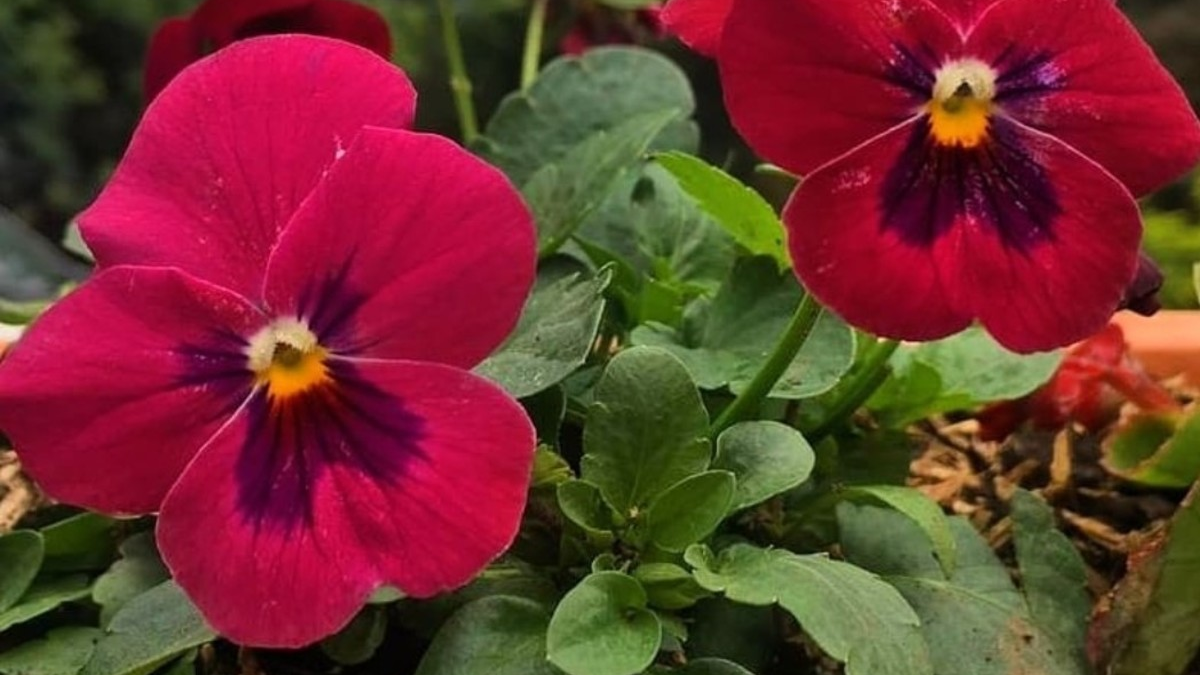 Planta. Fuente: (Twitter)