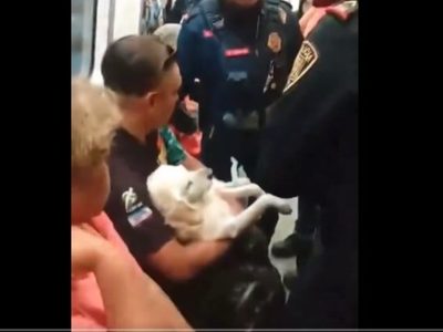 ¿Usuarios del Metro pueden llevar a sus mascotas en ese transporte? Esto dice la ley (Video)