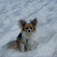 Un chihuahua salvó a su dueño de una muerte segura tras caer 8 metros en un glaciar
