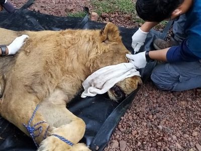 Tres leones y un tigre rescatados de la reserva Black Jaguar White Tiger ya están en Morelia