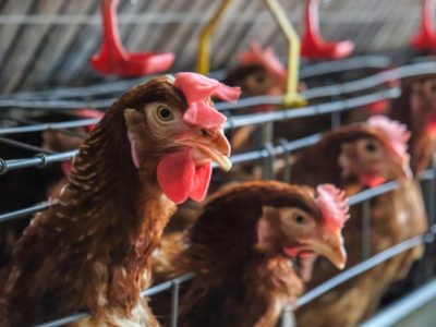 Alerta sanitaria por nuevos focos de influenza aviar en Cervantes
