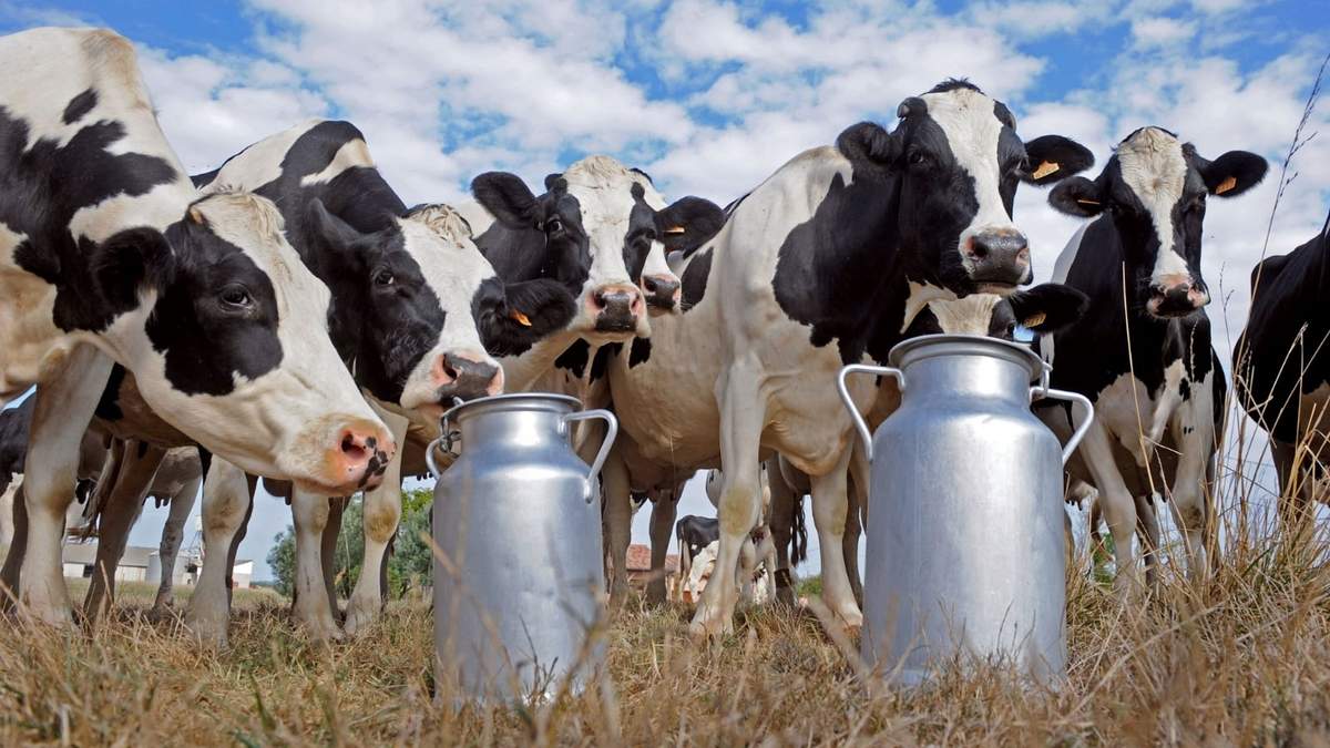 Vacas Holando-Argentino. Fuente: (Instagram)