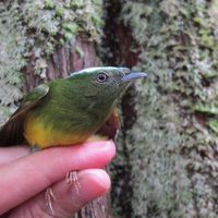 Un 'punto ciego' en la formación de especies contradice a Darwin