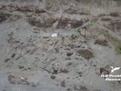 Captan a otro perro dentro del socavón, pero autoridades de Puebla no lo localizan
