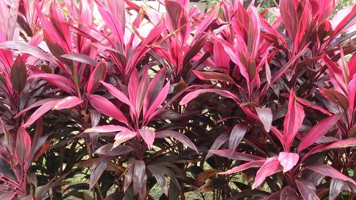 Cordyline. Fuente: (Instagram)