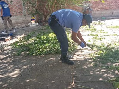Una verdadera selva: Incautaron 160 plantas de cannabis en un allanamiento y detuvieron a un hombre